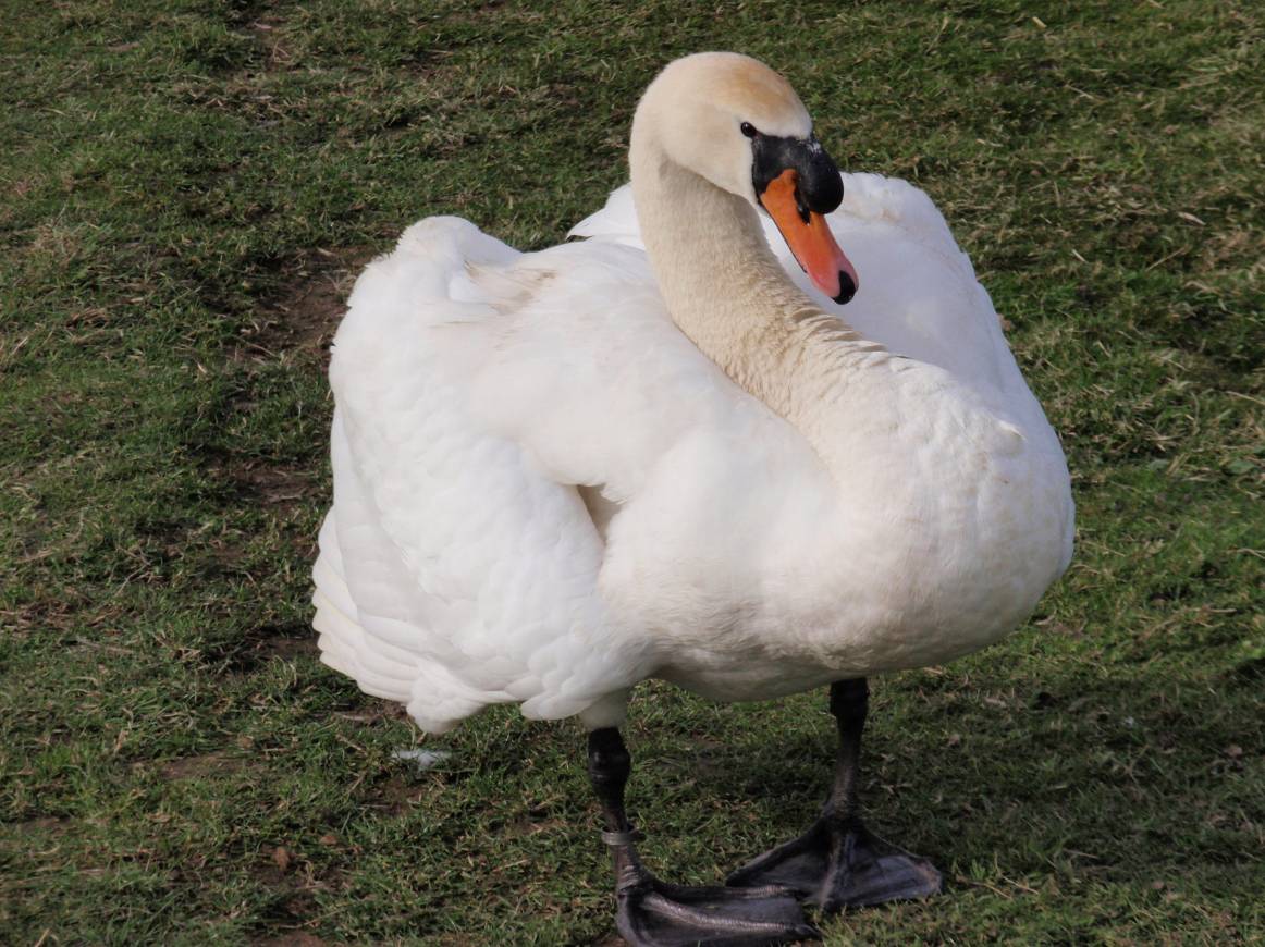 Mute Swan